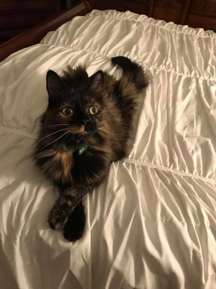 Readers pet photos